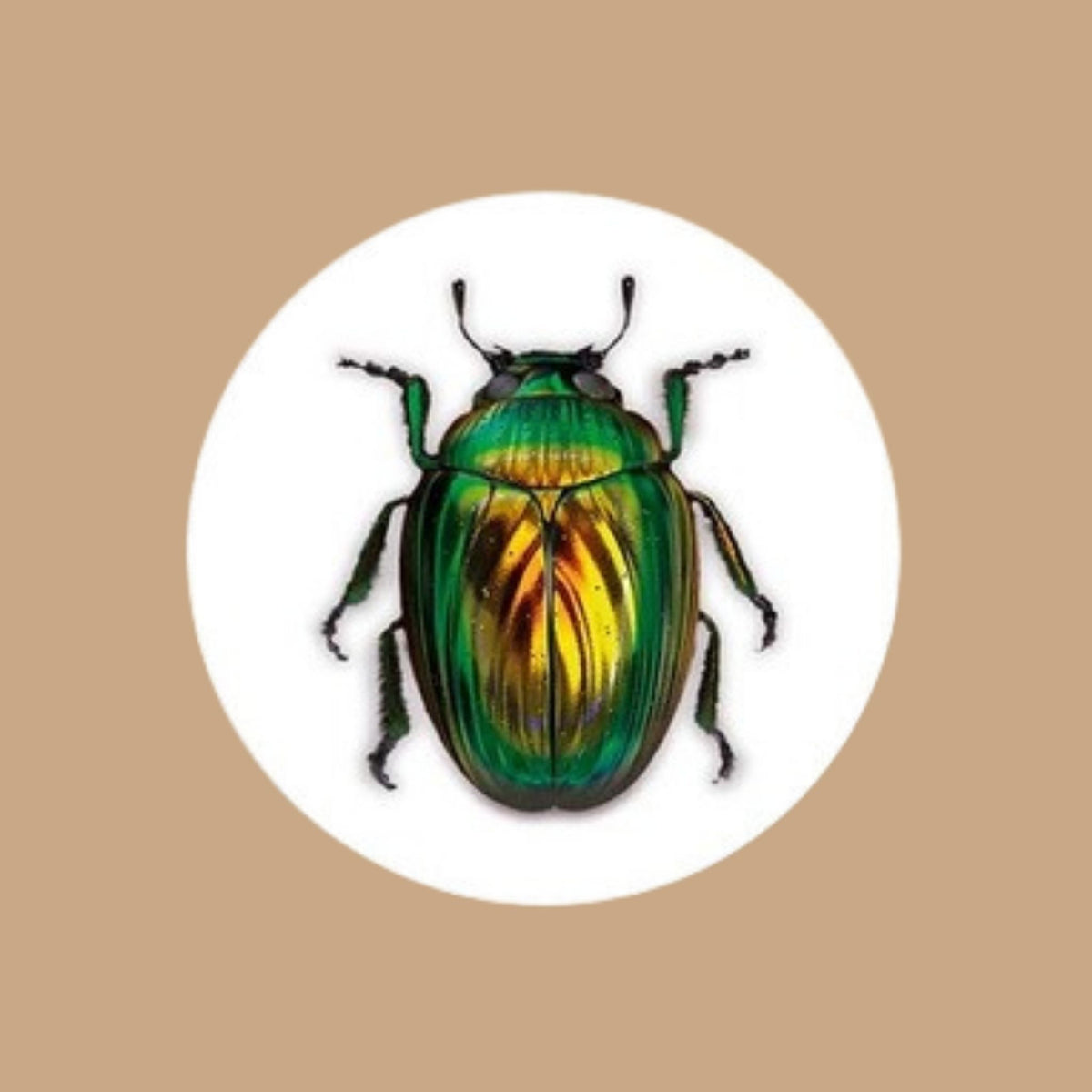 Escarabajo Oro Verde
