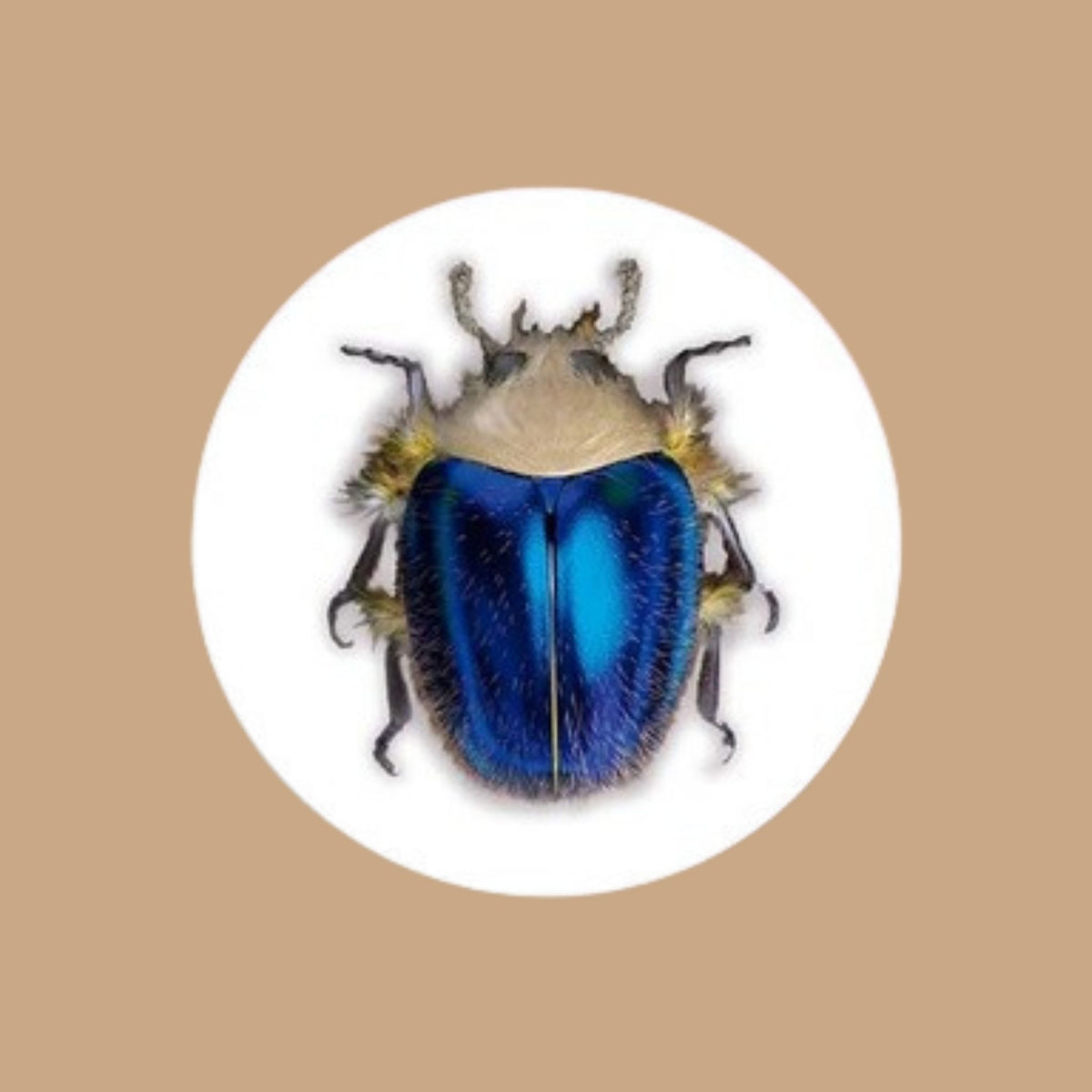 Escarabajo Azul Real